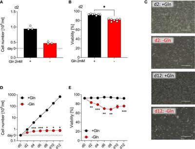 Glutamine synthetase expression rescues human dendritic cell survival in a glutamine-deprived environment